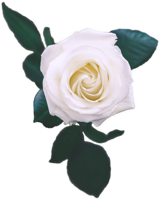 Decorative Vintage White Rose