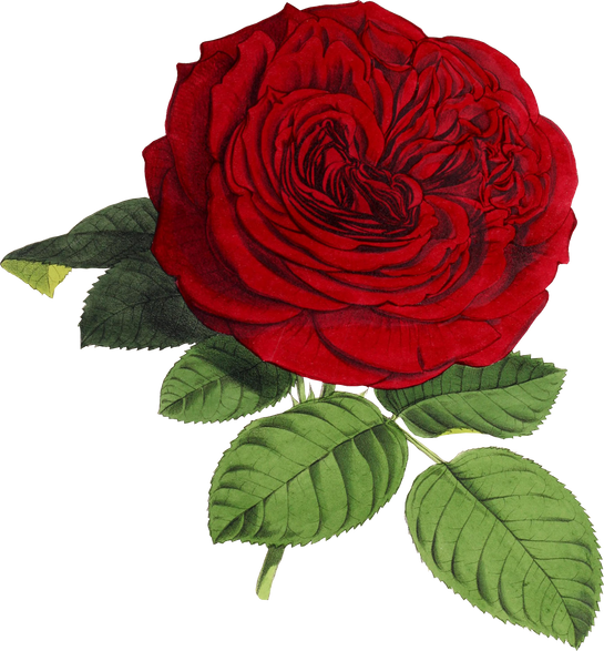 Realistic Illustration of a Rose